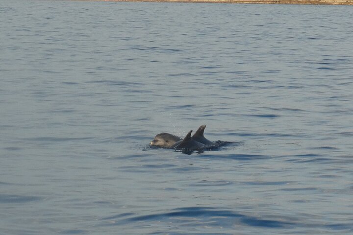 Dolphin Watching around Poreč Riviera with Boat Trip