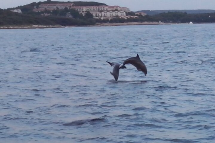 Dolphin Sightseeing in Poreč