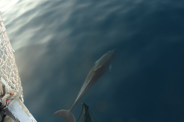 Dolphin Sightseeing in Poreč