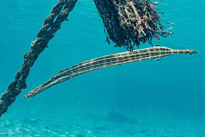 Snorkel with Turtles & Kenepa Grandi Beach: Nr.1 Island Day Trip