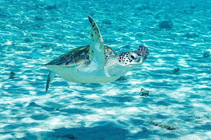 Snorkel with Turtles & Kenepa Grandi Beach: Nr.1 Island Day Trip