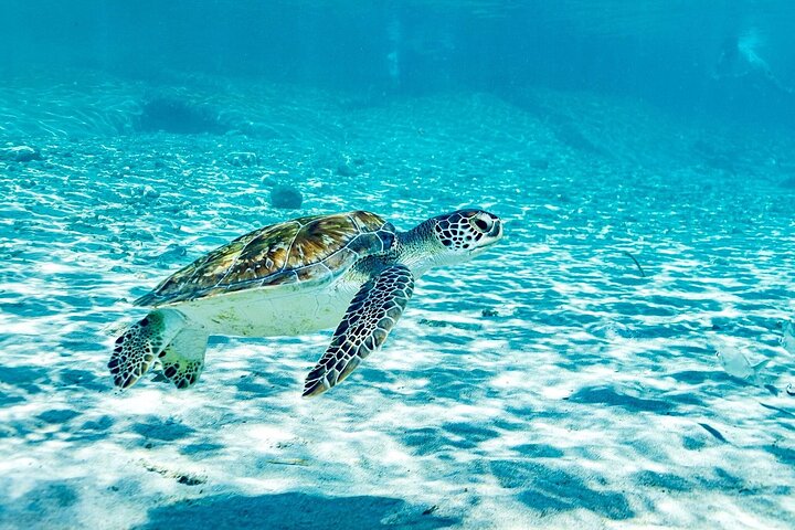 Snorkel with Turtles & Kenepa Grandi Beach: Nr.1 Island Day Trip