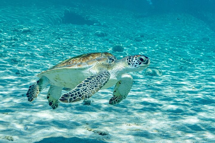 Snorkel with Turtles & Kenepa Grandi Beach: Nr.1 Island Day Trip