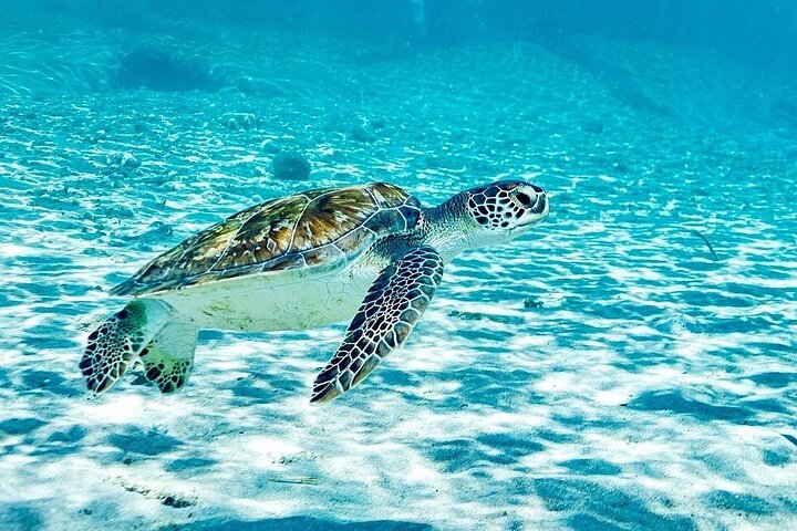 Snorkel with Turtles & Kenepa Grandi Beach: Nr.1 Island Day Trip