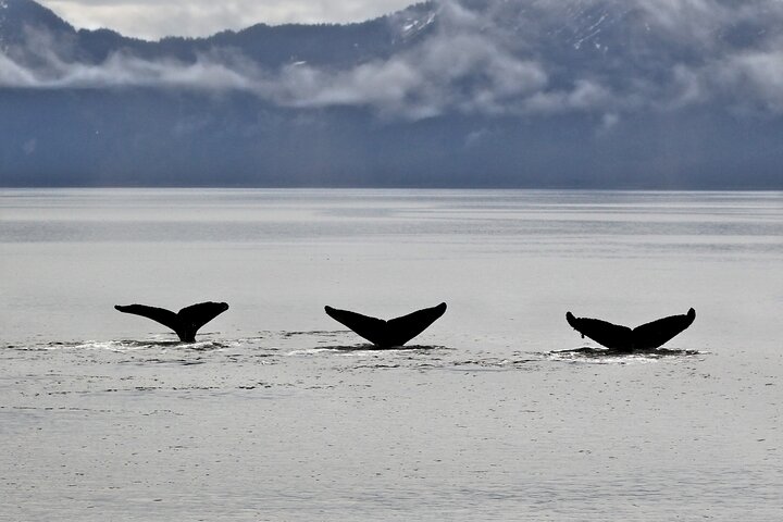 Half-day Resurrection Bay & Wildlife Tour from Seward