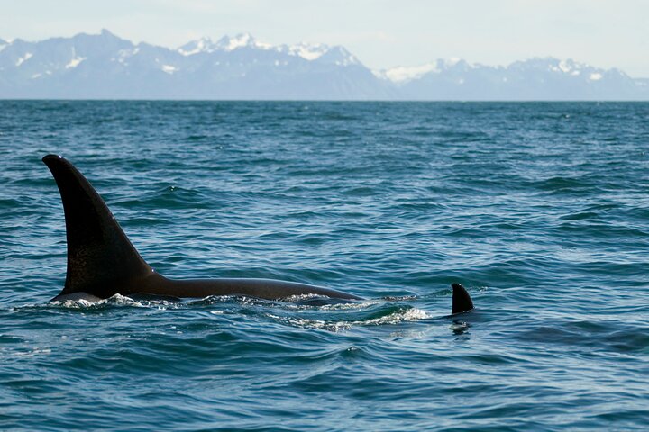 Half-day Resurrection Bay & Wildlife Tour from Seward