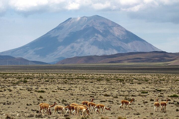 Explore the Colca Canyon From Arequipa 2 Days and 1 Night