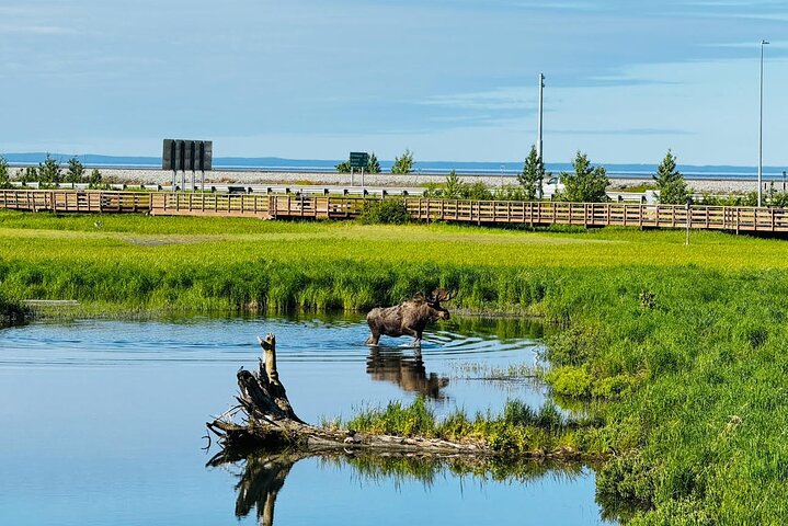 Whittier Cruise Transfer with Wildlife&Glacier tour to Anchorage