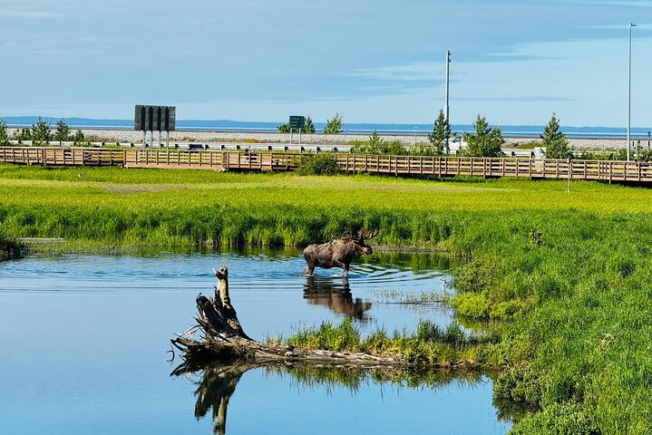 Seward Cruise Transfer with Wildlife & Scenic Tour to Anchorage