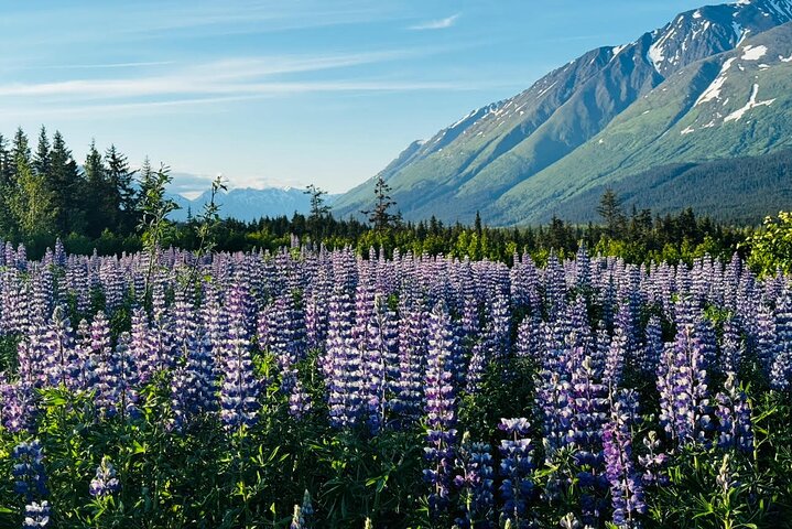Seward Cruise Transfer with Wildlife & Scenic Tour to Anchorage
