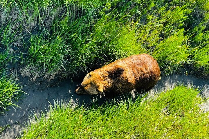 Seward Cruise Transfer with Wildlife & Scenic Tour to Anchorage