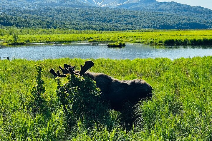 Seward Cruise Transfer with Wildlife & Scenic Tour to Anchorage