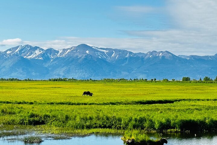 Seward Cruise Transfer with Wildlife & Scenic Tour to Anchorage
