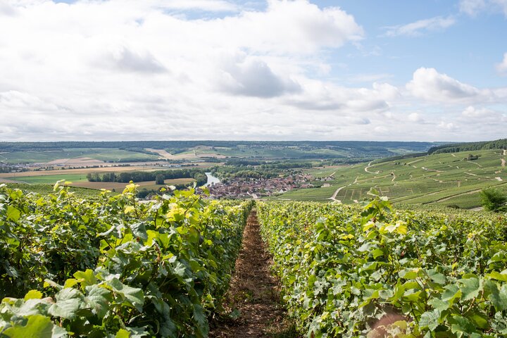 Reims afternoon tour Champagne and family growers