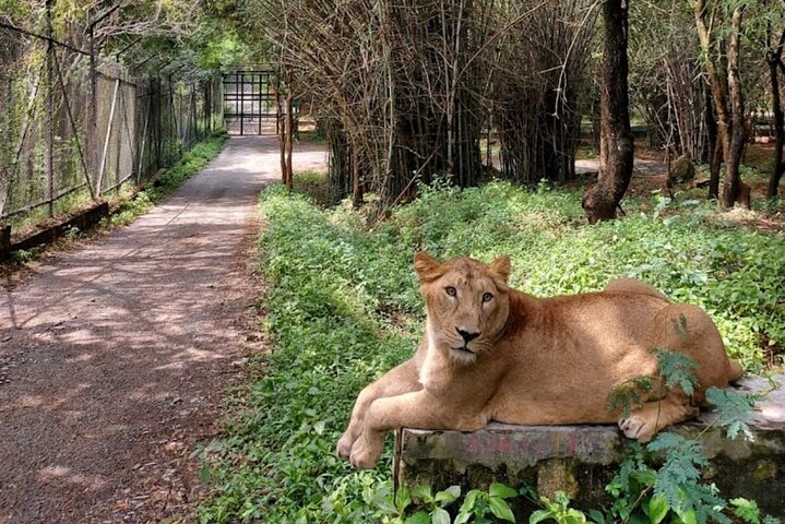 Wild Life Jeep Safari Tour at Bannerghatta with Private Transfer