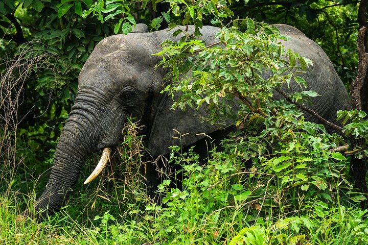 From Zanzibar: Selous Game Reserve Day Safari with Flights