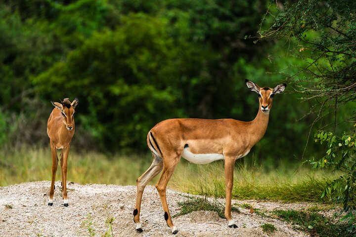 From Zanzibar: Selous Game Reserve Day Safari with Flights