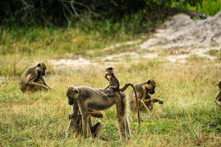 From Zanzibar: Selous Game Reserve Day Safari with Flights