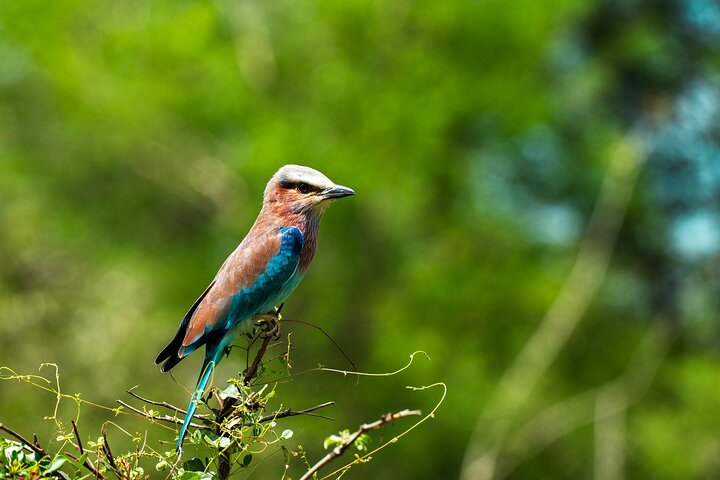 From Zanzibar: Selous Game Reserve Day Safari with Flights