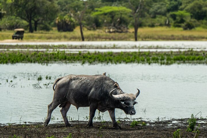 From Zanzibar: Selous Game Reserve Day Safari with Flights