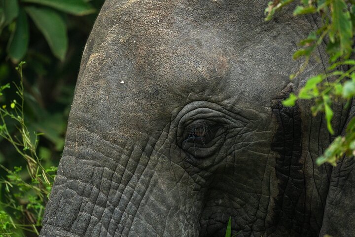 From Zanzibar: Selous Game Reserve Day Safari with Flights