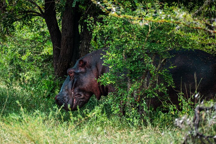 From Zanzibar: Selous Game Reserve Day Safari with Flights