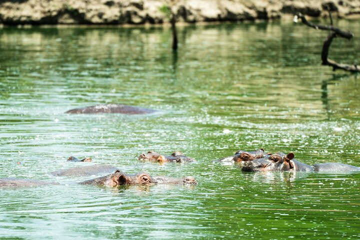 From Zanzibar: Selous Game Reserve Day Safari with Flights