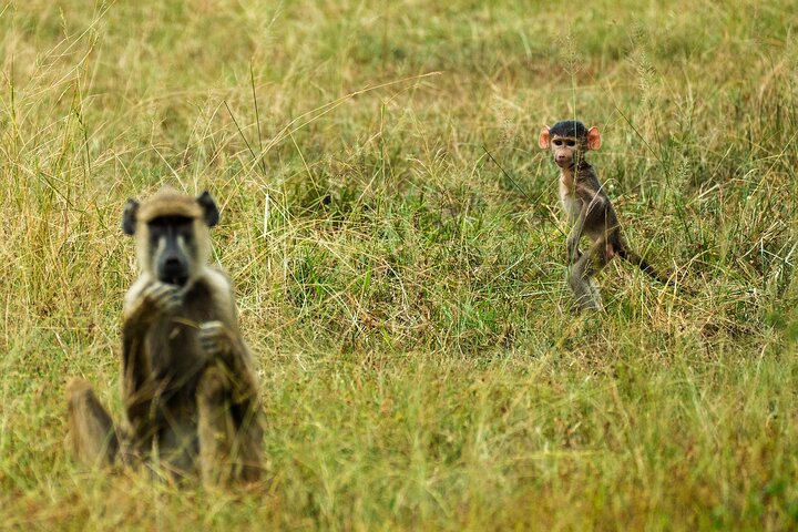 From Zanzibar : Private Full-Day Safari Selous with Flights