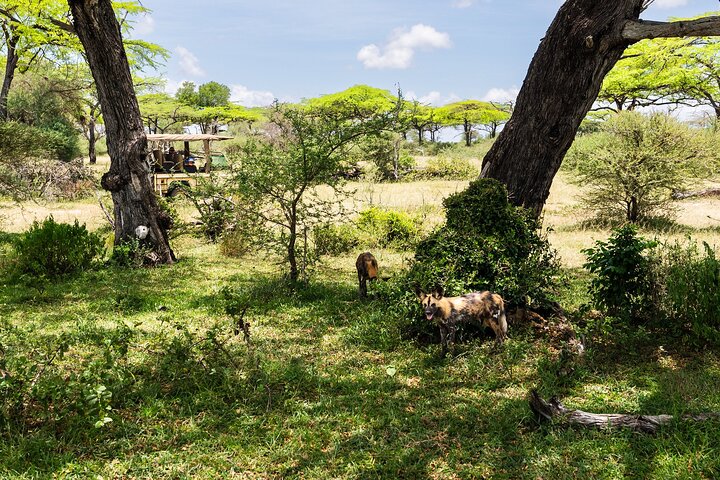 From Zanzibar: Selous Game Reserve Day Safari with Flights