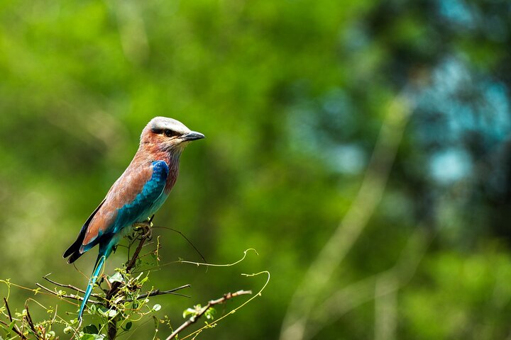 From Zanzibar : Private Full-Day Safari Selous with Flights