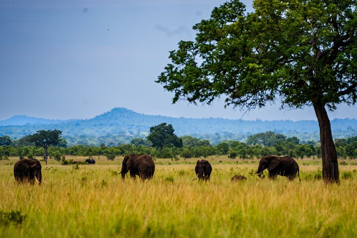 From Zanzibar: Mikumi Safari Day Trip with Flights and Meal