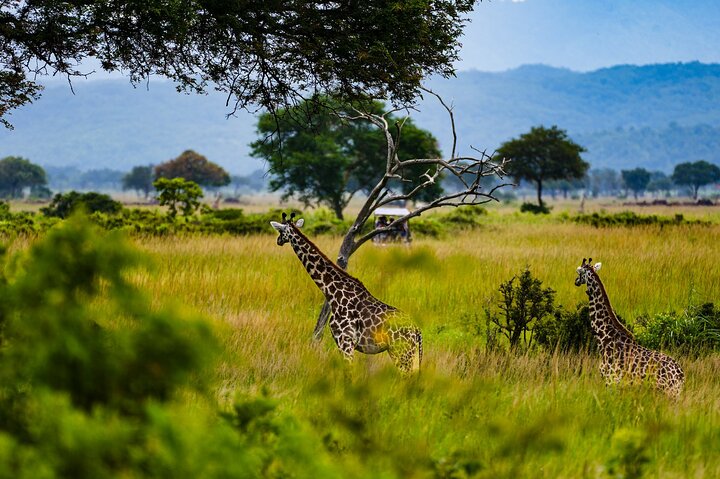 From Zanzibar: Mikumi Safari Day Trip with Flights and Meal