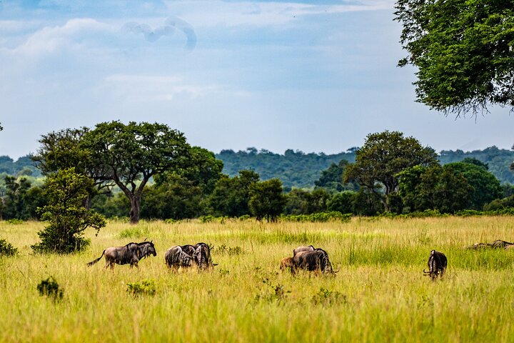 From Zanzibar: Mikumi Safari Day Trip with Flights and Meal