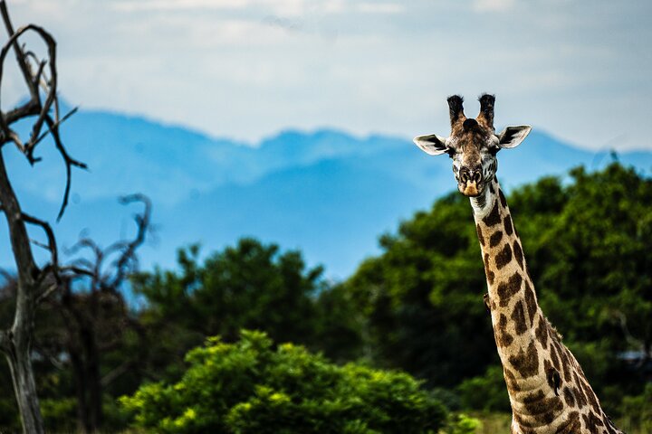 From Zanzibar: Mikumi Safari Day Trip with Flights and Meal