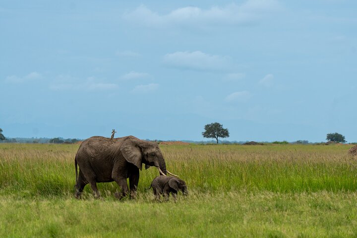 From Zanzibar: Mikumi Safari Day Trip with Flights and Meal