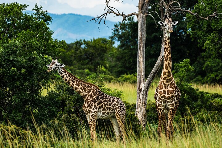From Zanzibar: Mikumi Safari Day Trip with Flights and Meal