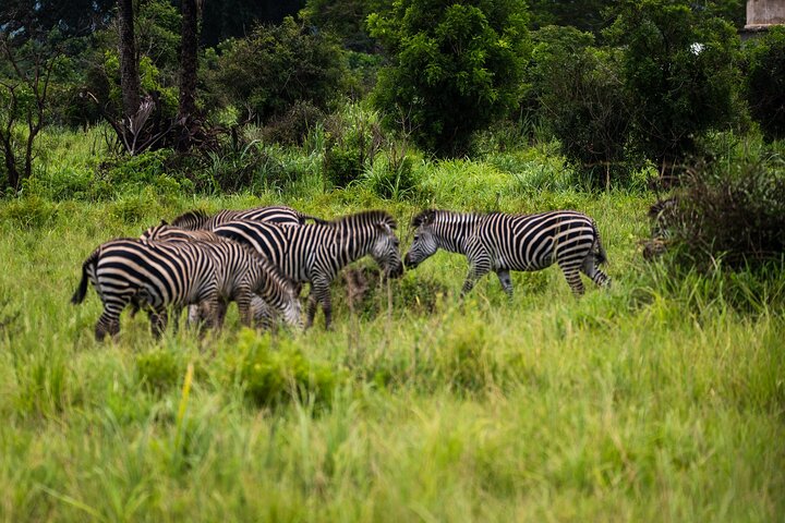 From Zanzibar: Mikumi Safari Day Trip with Flights and Meal