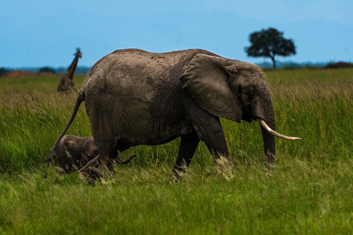 From Zanzibar: Mikumi Safari Day Trip with Flights and Meal