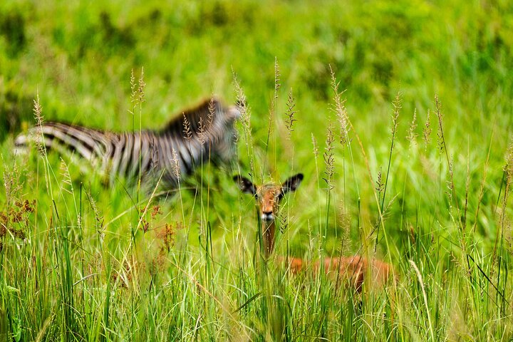From Zanzibar: Mikumi Safari Day Trip with Flights and Meal