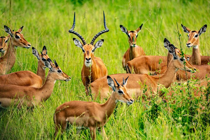 From Zanzibar: Mikumi Safari Day Trip with Flights and Meal