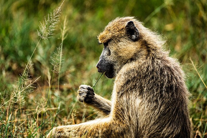 From Zanzibar: Mikumi Safari Day Trip with Flights and Meal