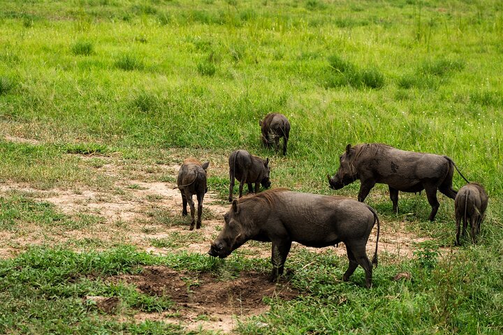 From Zanzibar: Mikumi Safari Day Trip with Flights and Meal