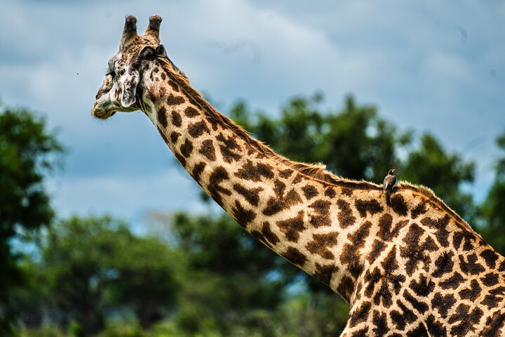 From Zanzibar: Mikumi Safari Day Trip with Flights and Meal