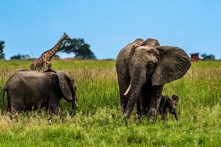 From Zanzibar: Mikumi Safari Day Trip with Flights and Meal