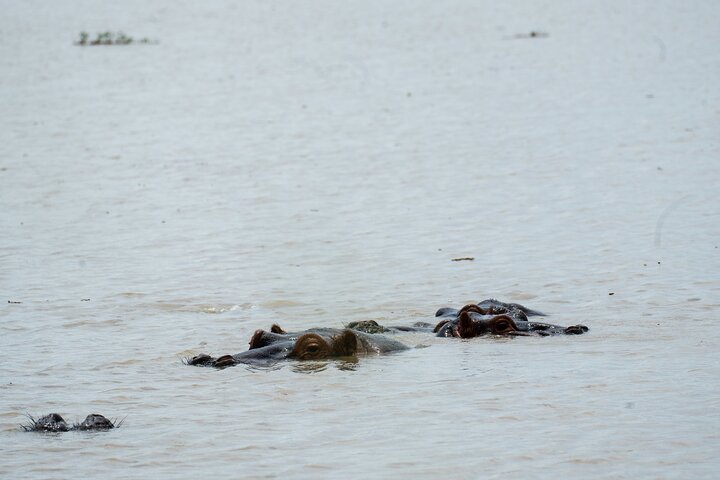 From Zanzibar: Mikumi Safari Day Trip with Flights and Meal