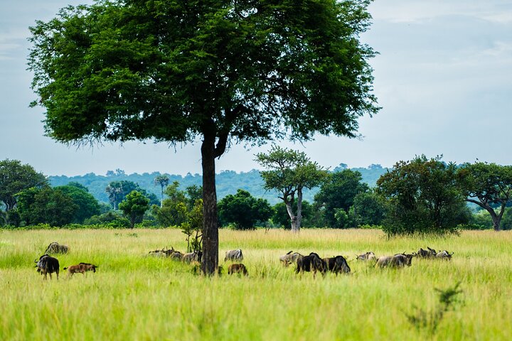 From Zanzibar: Mikumi Safari Day Trip with Flights and Meal