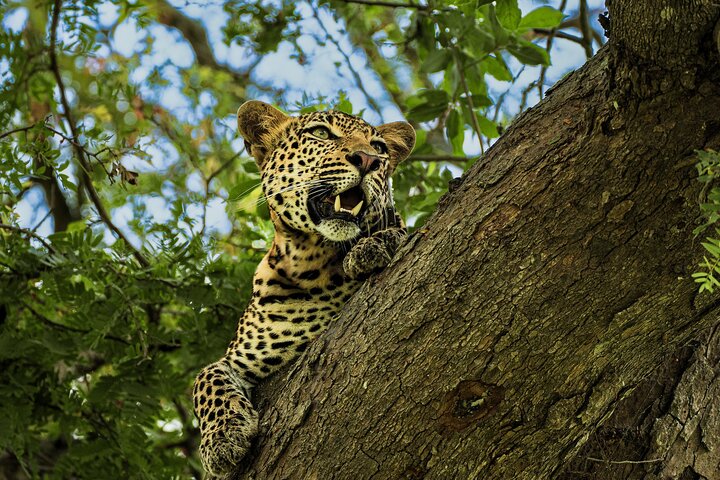From Zanzibar: Mikumi Safari Day Trip with Flights and Meal