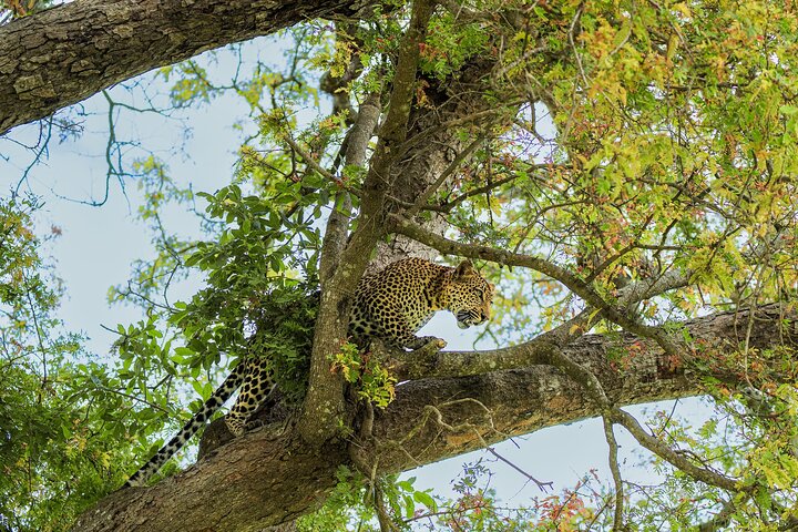 From Zanzibar: Mikumi Safari Day Trip with Flights and Meal