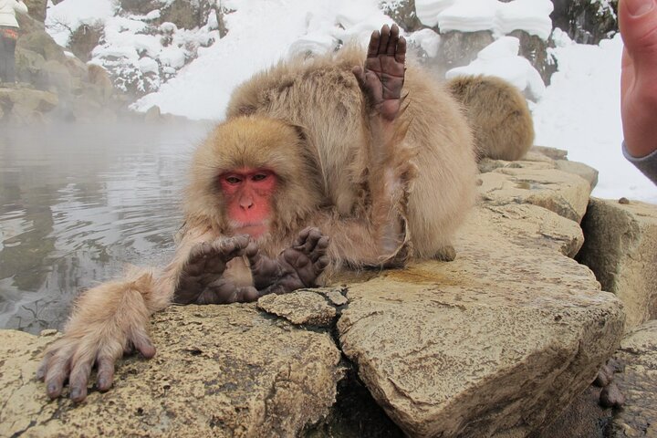 Relaxed Snow Monkeys & Shibu Onsen: Green Season Private Tour