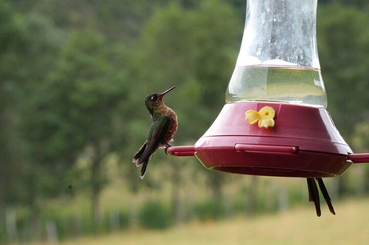 Antisana Condor Sanctuary & Hummingbird Observatory day trip